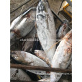 Whole yellow fin Tuna from China